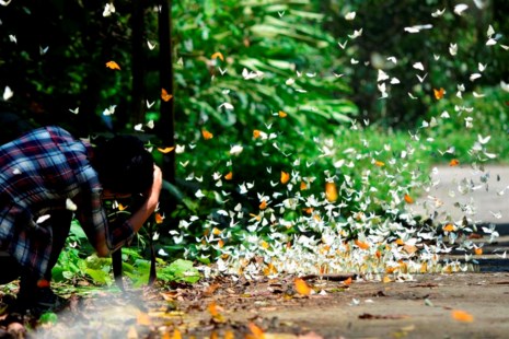 Vào rừng Cúc Phương ngắm bướm bay rợp trời - 14