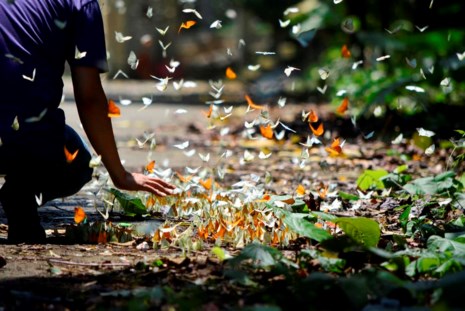 Vào rừng Cúc Phương ngắm bướm bay rợp trời - 15