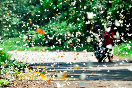 Vào rừng Cúc Phương ngắm bướm bay rợp trời - 17