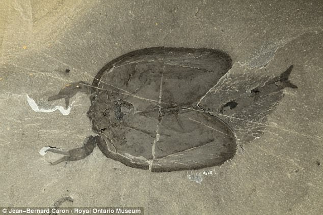 Hóa thạch “thủy quái” 507 triệu năm có 50 chân ở Canada - 3