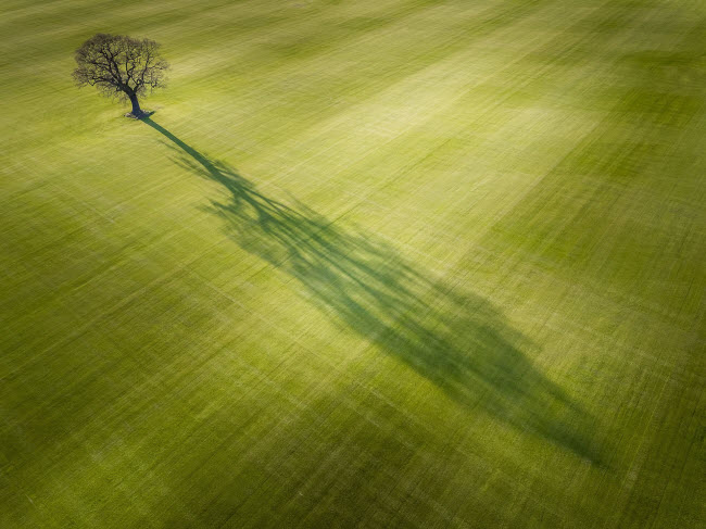 Cây cổ thụ in bóng xuống đồng cỏ xanh mướt ở Everingham, vùng Yorkshire.