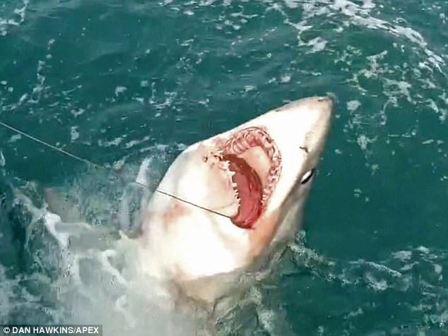 Video: Ngư dân Anh câu cá mập 2 tạ, &#34;khủng&#34; nhất thế giới - 1