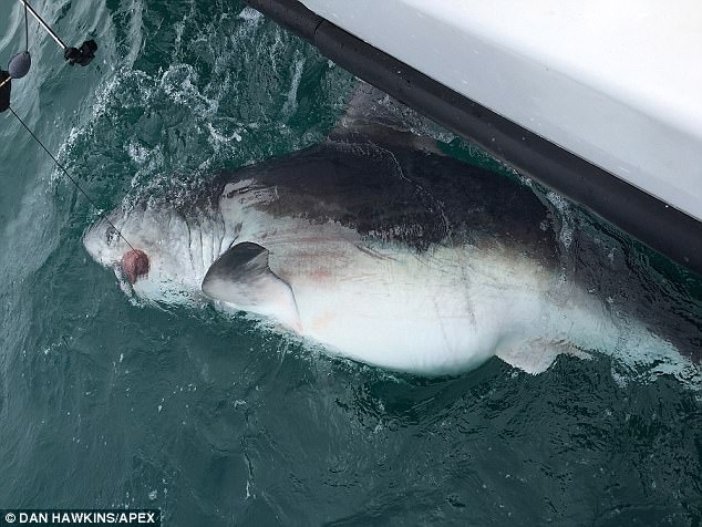 Video: Ngư dân Anh câu cá mập 2 tạ, "khủng" nhất thế giới - 2