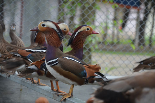 Cận cảnh loài vịt uyên ương quý hiếm, cực đẹp ở Hà Nội - 6