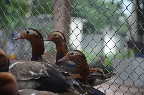 Cận cảnh loài vịt uyên ương quý hiếm, cực đẹp ở Hà Nội - 4