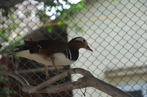 Cận cảnh loài vịt uyên ương quý hiếm, cực đẹp ở Hà Nội - 7