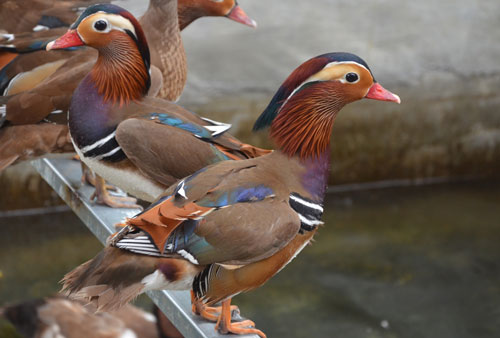 Cận cảnh loài vịt uyên ương quý hiếm, cực đẹp ở Hà Nội - 2