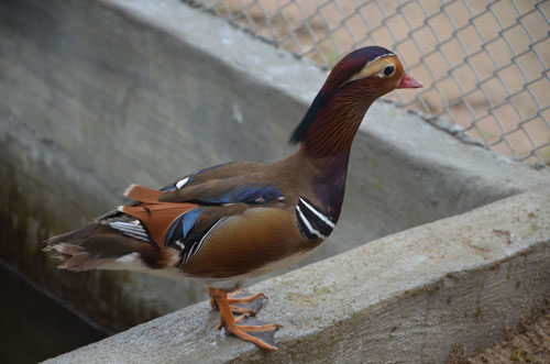 Cận cảnh loài vịt uyên ương quý hiếm, cực đẹp ở Hà Nội - 3