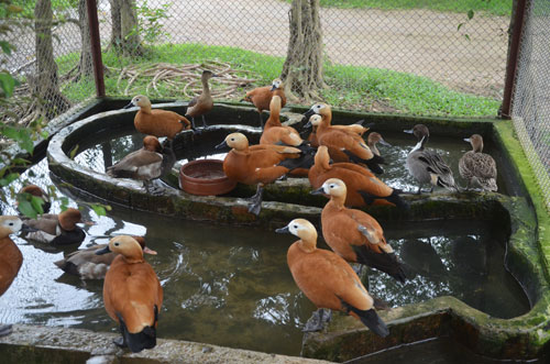 Cận cảnh loài vịt uyên ương quý hiếm, cực đẹp ở Hà Nội - 8