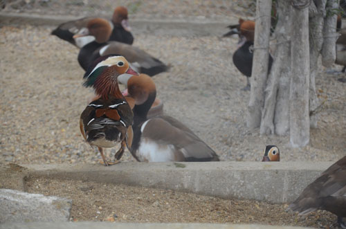 Cận cảnh loài vịt uyên ương quý hiếm, cực đẹp ở Hà Nội - 5