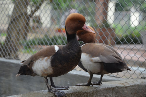 Cận cảnh loài vịt uyên ương quý hiếm, cực đẹp ở Hà Nội - 10