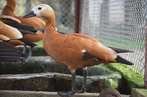 Cận cảnh loài vịt uyên ương quý hiếm, cực đẹp ở Hà Nội - 9