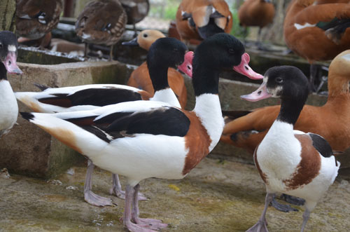 Cận cảnh loài vịt uyên ương quý hiếm, cực đẹp ở Hà Nội - 12