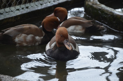 Cận cảnh loài vịt uyên ương quý hiếm, cực đẹp ở Hà Nội - 11