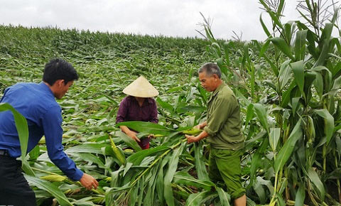 Nông dân trồng ngô sinh khối kiếm “ối” tiền - 1