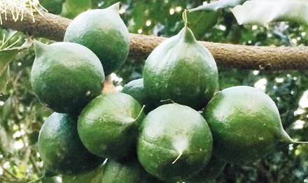 Tỷ phú Hà thành trên cao nguyên - 2