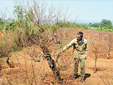 Tỷ phú Hà thành trên cao nguyên - 4