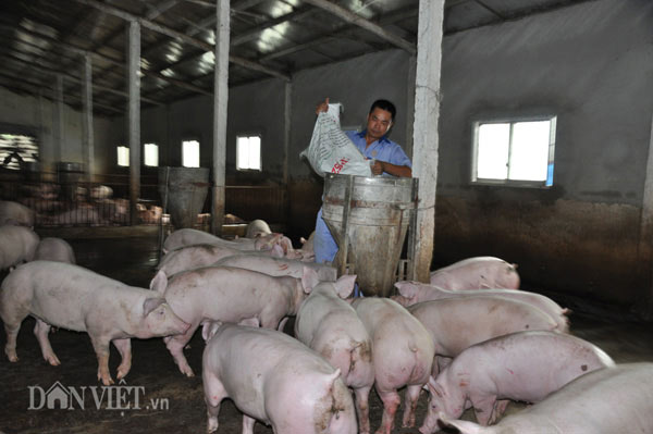 Trung Quốc bắt đầu mua lợn trở lại, giá lợn miền Bắc tăng 3.000đ/kg - 1