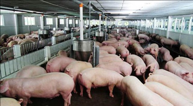Xem xét giãn nợ, miễn giảm lãi cho các tổ chức, cá nhân vay để chăn nuôi lợn - 1