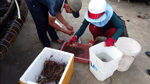 Đến Cửa Tùng săn tôm hùm, kiếm tiền triệu mỗi ngày - 6