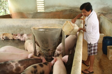 Sự thật thương lái Trung Quốc &#39;giải cứu&#39; heo Việt Nam - 1