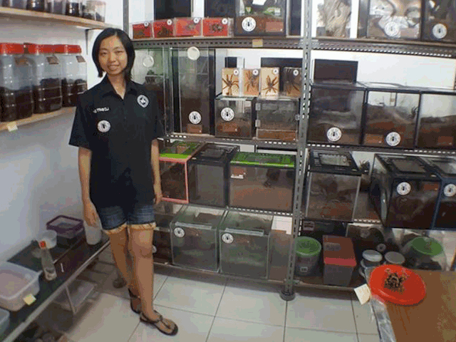 Cô gái Indonesia "nghiện" chung sống với 1500 con nhện độc