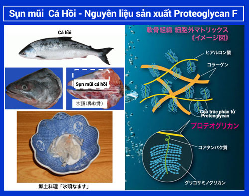 Sụn mũi cá hồi nguyên liệu quý hiếm từ Nhật cho người bệnh khớp - 1