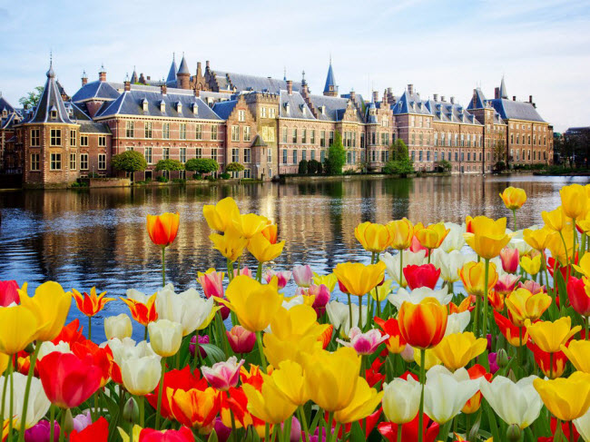 Hoa tulip nở rộ trước tòa  nhà quốc hội Binnenhof ở The Hague, Hà Lan.