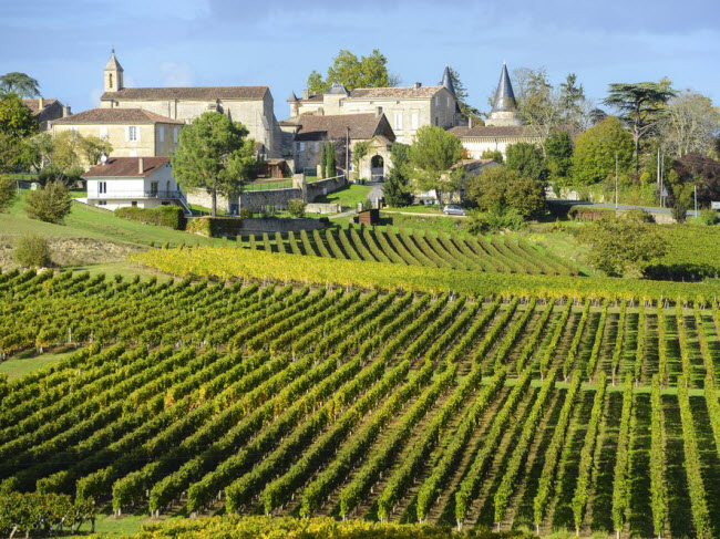 Cánh đồng nho xanh mướt ở thành phố Bordeaux, Pháp.