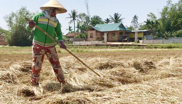 Quảng Ngãi: Nhiều người tranh mua, rơm &#34;đắt như tôm tươi&#34; - 2