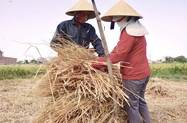 Quảng Ngãi: Nhiều người tranh mua, rơm &#34;đắt như tôm tươi&#34; - 3