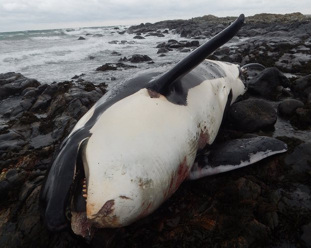 Phát hiện sốc trong xác cá voi sát thủ dạt bờ biển Anh - 1