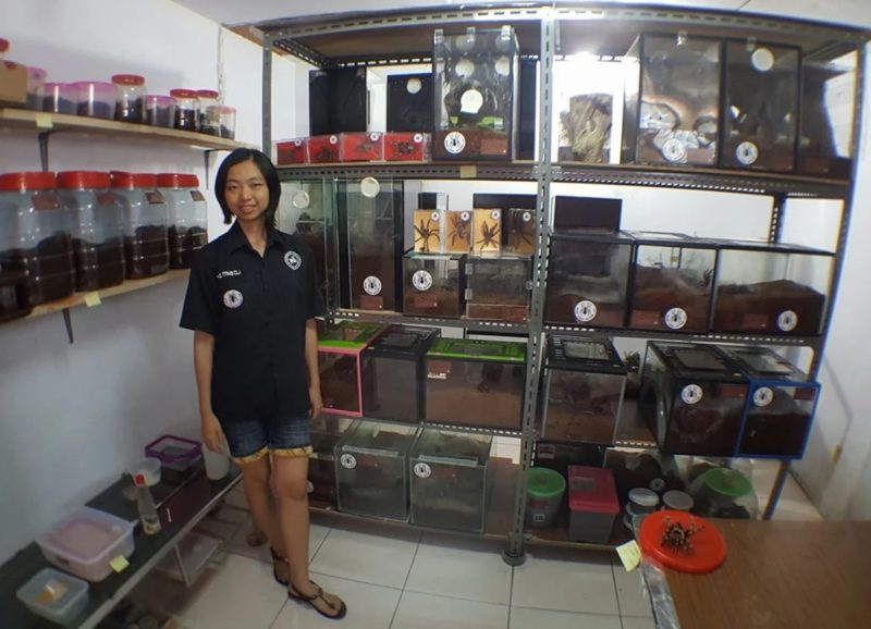 Cô gái Indonesia &#34;nghiện&#34; chung sống với 1500 con nhện độc - 1