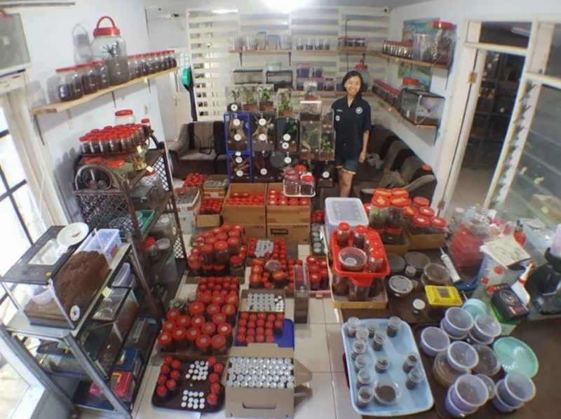 Cô gái Indonesia "nghiện" chung sống với 1500 con nhện độc - 2