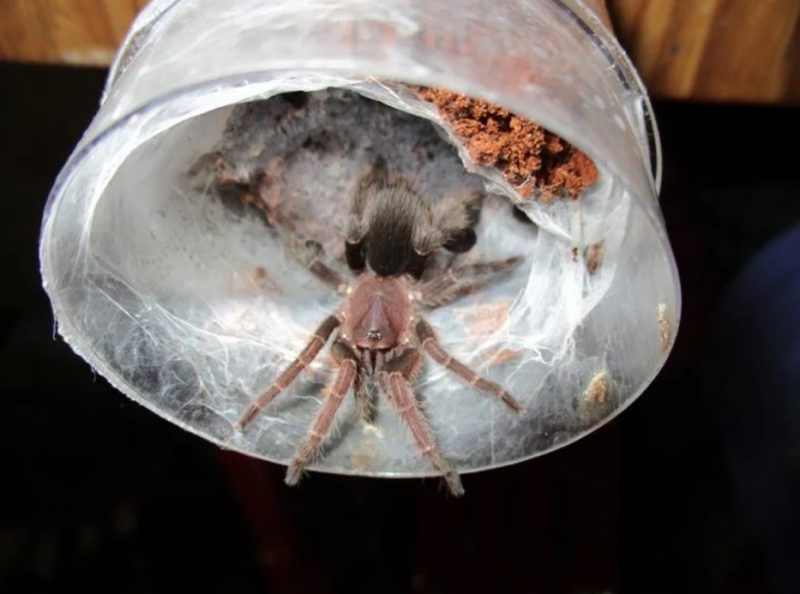 Cô gái Indonesia "nghiện" chung sống với 1500 con nhện độc - 4