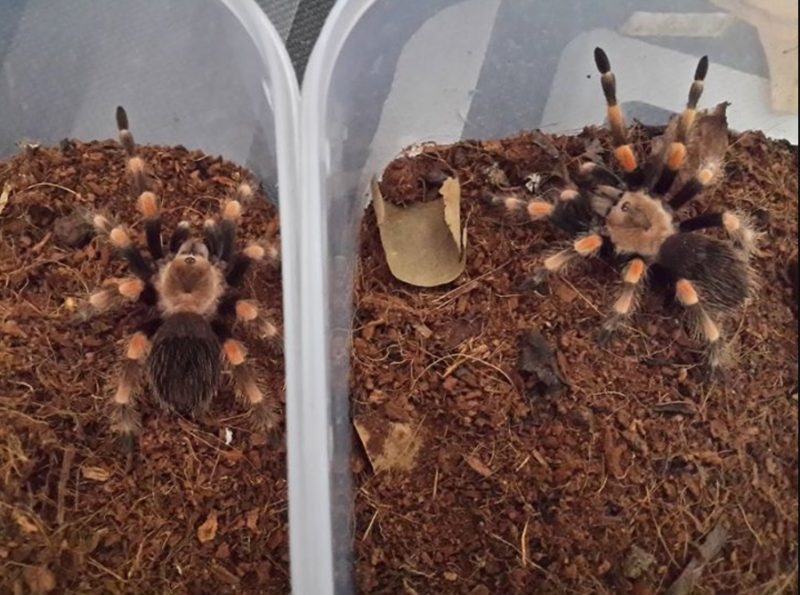 Cô gái Indonesia "nghiện" chung sống với 1500 con nhện độc - 3