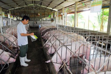 Giải cứu nông dân nuôi lợn: Bộ Tài chính, Công Thương vào cuộc - 1