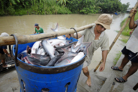 Trung Quốc là nhà nhập khẩu cá tra lớn nhất của Việt Nam - 1