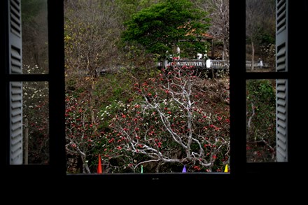 Rừng hoa sứ nơi vua Thành Thái bị giam lỏng nở hoa tuyệt đẹp - 4