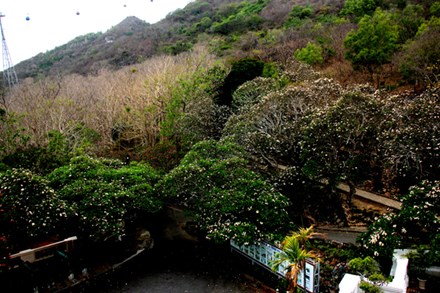 Rừng hoa sứ nơi vua Thành Thái bị giam lỏng nở hoa tuyệt đẹp - 5