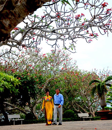 Rừng hoa sứ nơi vua Thành Thái bị giam lỏng nở hoa tuyệt đẹp - 6