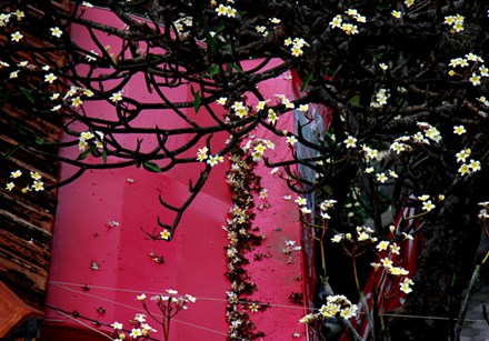 Rừng hoa sứ nơi vua Thành Thái bị giam lỏng nở hoa tuyệt đẹp - 7