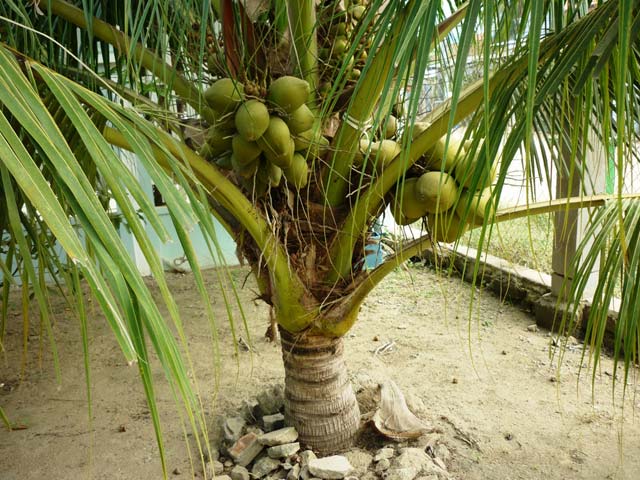 Nắng nóng, dừa xiêm "cháy" hàng, giá tăng cao chót vót - 2