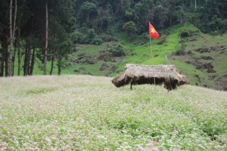 Say lòng hoa tam giác mạch cuối mùa xứ Tây Bắc - 5