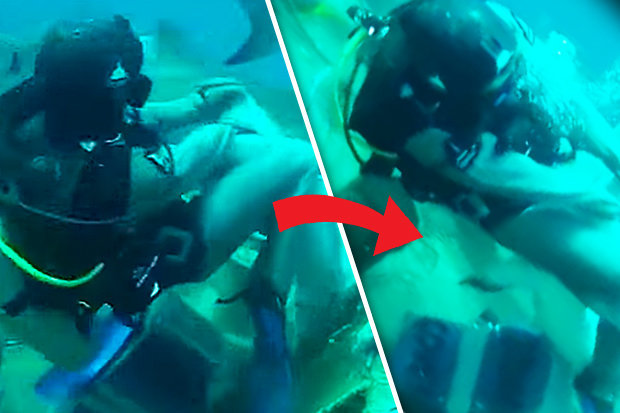 Video: Hãi hùng cảnh thợ lặn bị cá mập cắn vào chỗ hiểm - 1