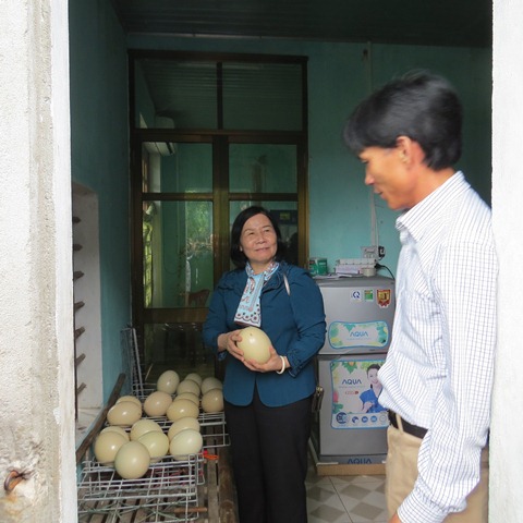 Nuôi &#34;chim khổng lồ&#34; chỉ chạy, không bay, kiếm tiền tỷ mỗi năm - 4