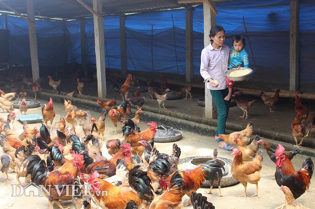 Chỉ 10 triệu đồng đầu tư được chuồng trại nuôi tới 2.000 con gà - 1
