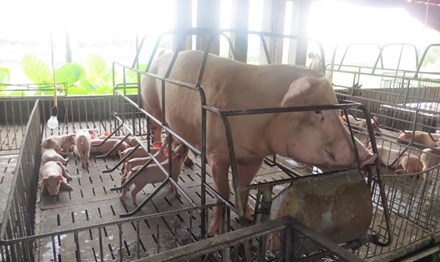 Giá thịt heo sắp tăng mạnh? - 2