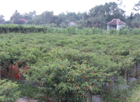 'Bí đao ế ẩm, bò ăn mãi cũng ...ngán rồi ' - 2