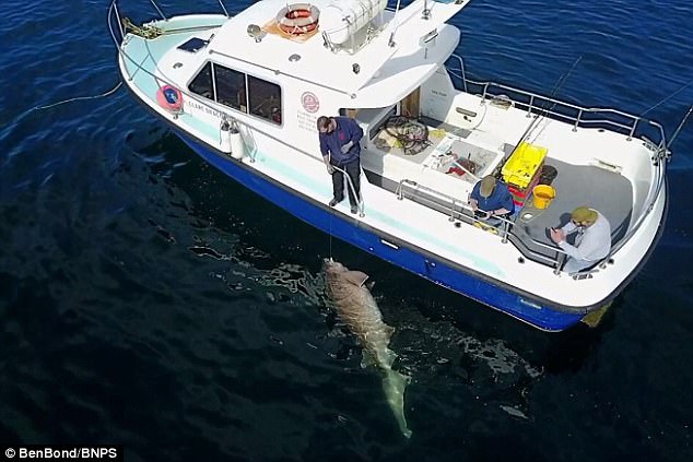 Bắt được cá mập gần 7 tạ lớn nhất châu Âu - 1